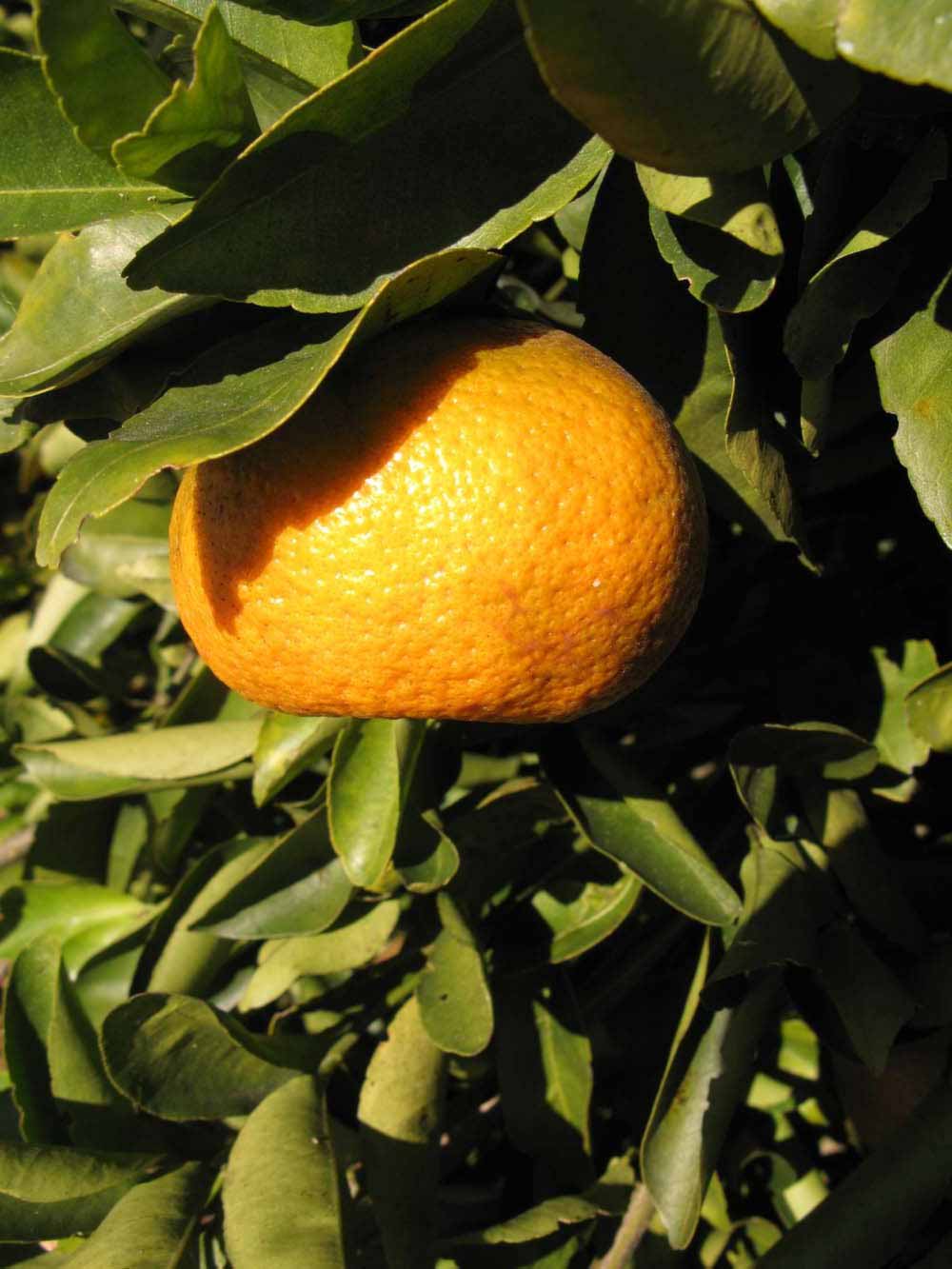              Fruit (Winter Haven, FL)       